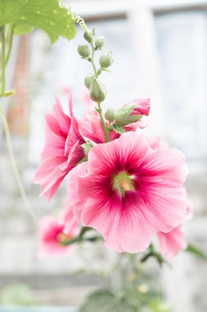 Roze kaasjeskruid bloem