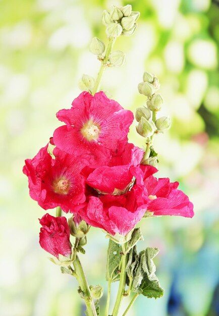 Roze kaasjeskruid bloemen in de tuin