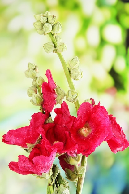 Roze kaasjeskruid bloemen in de tuin