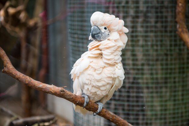 Roze kaketoe papegaai zittend op een tak