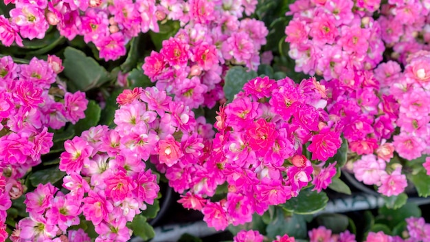 Foto roze kalanchoë blossfeldiana bloem in de tuin