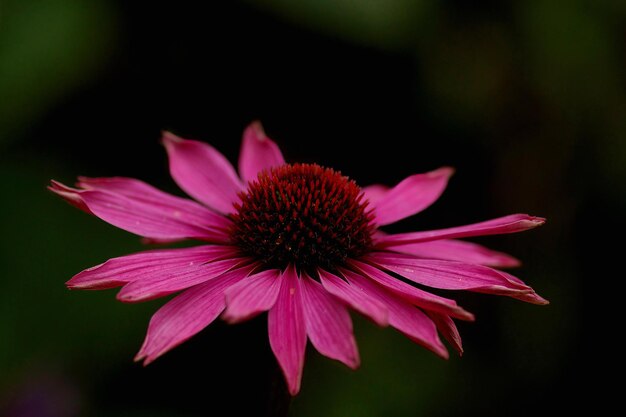 Foto roze kegelbloem