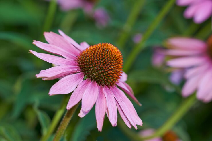 Roze kegelbloemen planten en close-up in de natuur omgeving en bloeien in het groene botanische ecosysteem achtergrond bloementuin en madeliefje ecologie voor natuurlijke duurzaamheid lente en groei buiten