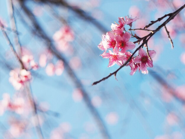 Roze kersenbloesem bloem in volle bloei