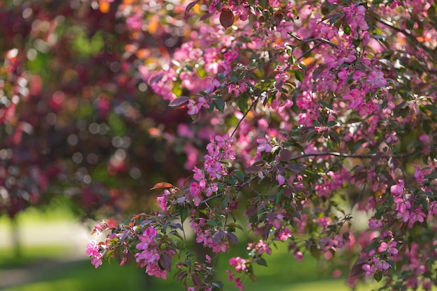 Roze kersenbloesem bomen in het zonlicht