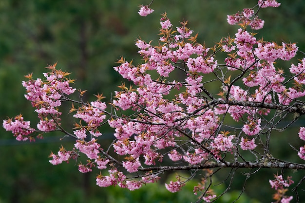 Foto roze kersenbloesem in doi inthanon national park (chiang mai, thailand)