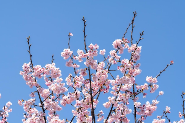 Foto roze kersenbloesem kersenbloesems japanse bloeiende kersen op de sakura boom sakura bloemen zijn representatief voor japanse bloemen het belangrijkste deel van de winterpas ik hou van iedereen