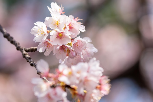 Foto roze kersenbloesem kersenbloesems japanse bloeiende kersen op de sakura boom sakura bloemen zijn representatief voor japanse bloemen het belangrijkste deel van de winterpas ik hou van iedereen