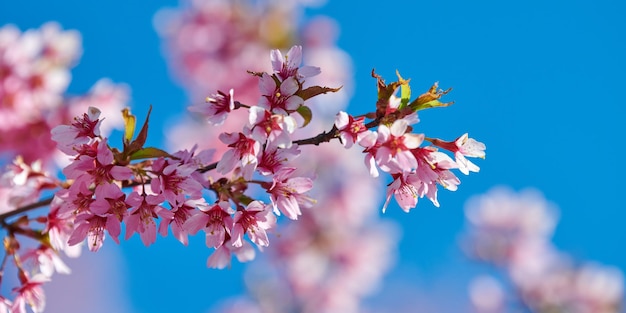 Roze kersenbloesem mooie roze bloemen van Japanse kersenboom op blauwe hemelachtergrond in tuin