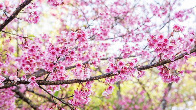 Roze kersenbloesem (sakura) in een tuin.