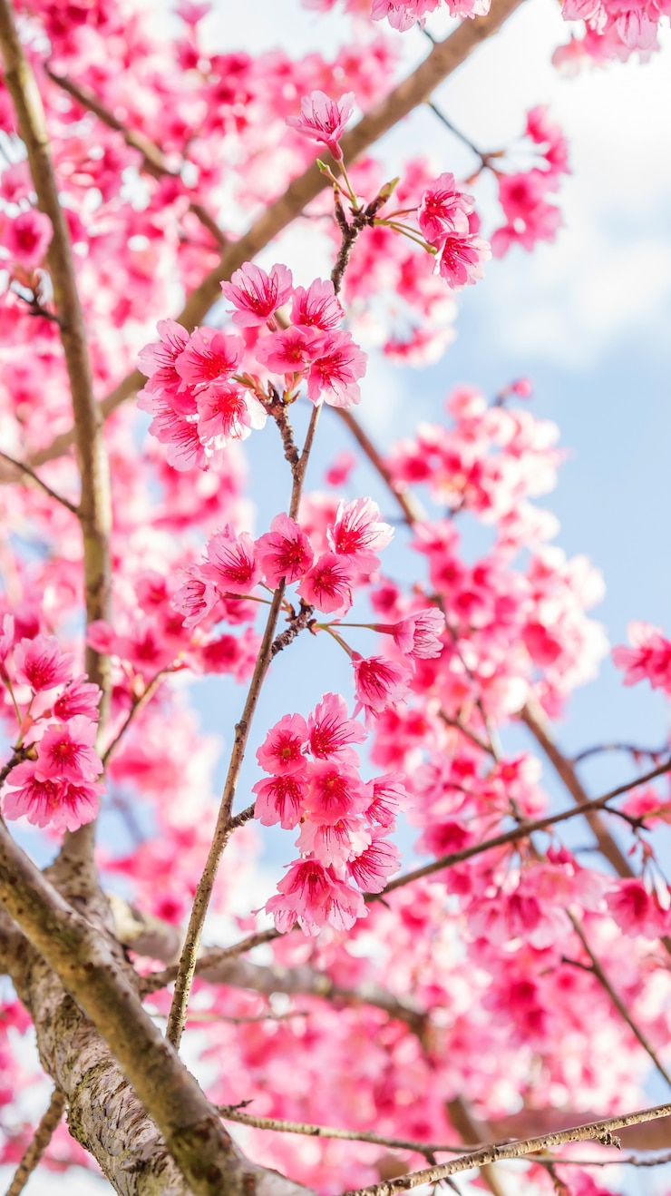 Roze kersenbloesem (sakura) in een tuin