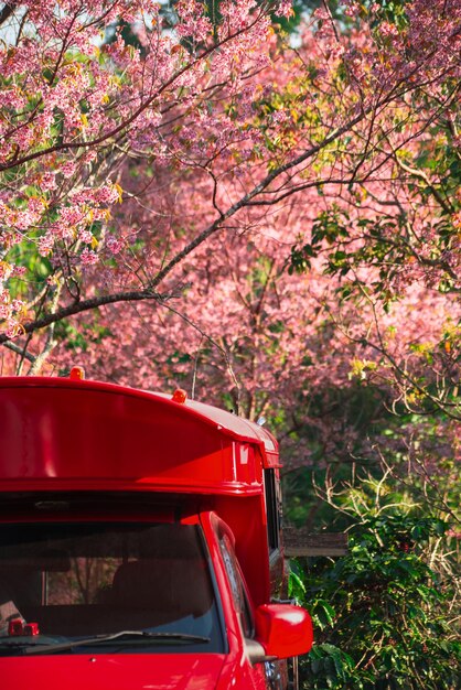 Foto roze kersenbloesems in de lente