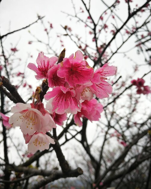 Foto roze kersenbloesems in de lente