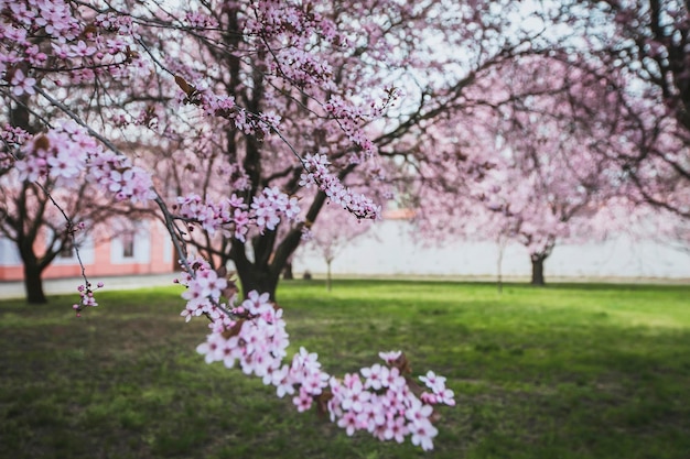 Foto roze kersenbloesems in het park