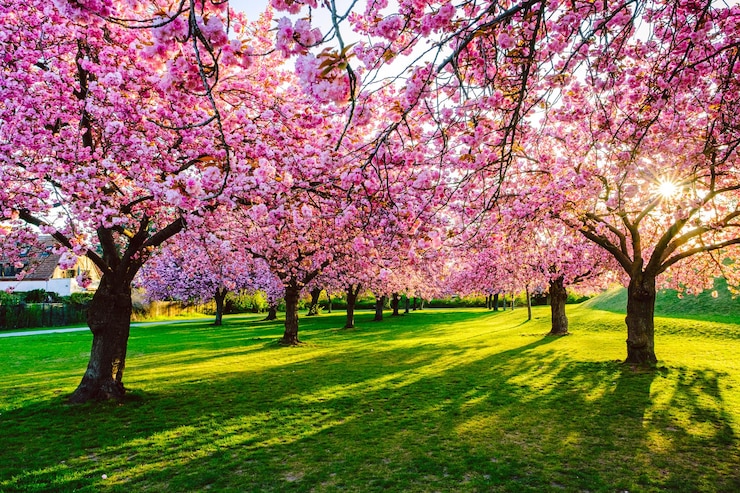 Foto roze kersenbloesems in het park