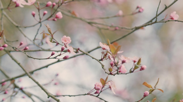 Roze kersenbloesems of pruimenbloesems bloeien op de tak van een bloeiende kersenpruim