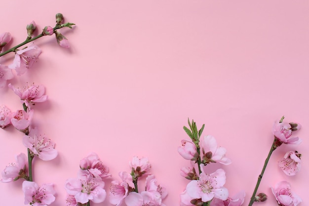 Roze kersenbloesems op een roze achtergrond.