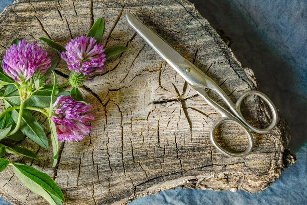 Roze klaverbloemen en schaar op oude houten stronk