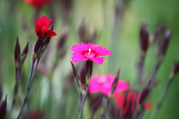 Roze kleine tuin anjer bloemen groeien in de tuin.