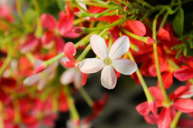 Foto roze kleur flore bloei close-up