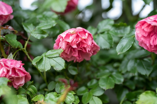 roze klimrozen in de tuin