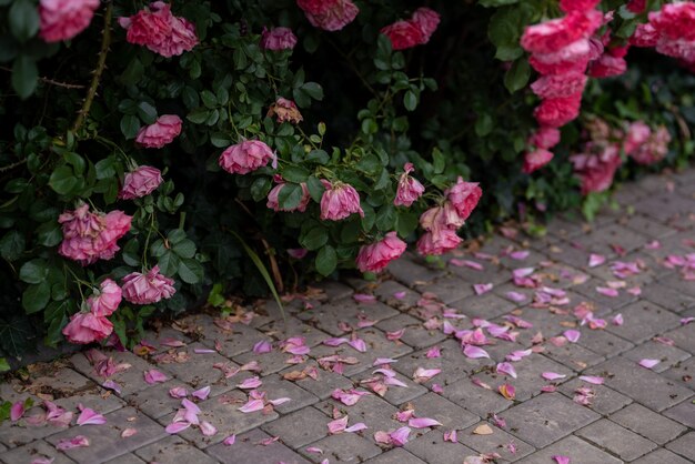 roze klimrozen in de tuin