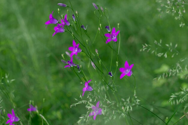 roze klokjes in de zomerweide als achtergrond van de wilde natuur