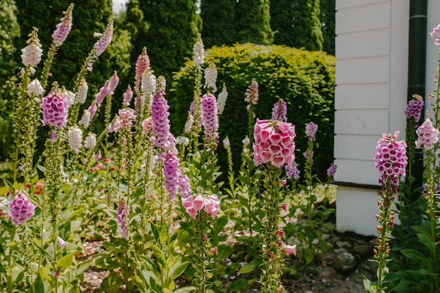 Foto roze klokkenclose-up