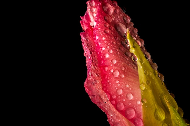 roze knop van gladiolen met waterdruppels macro op zwarte achtergrond