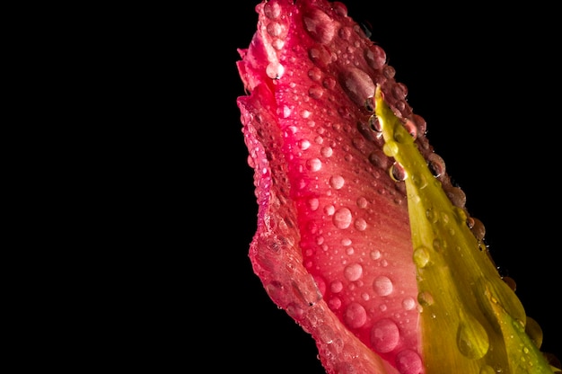 Roze knop van gladiolen met waterdruppels macro op zwarte achtergrond