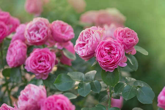 Roze koraal bloeiende rozen Rennes Koraalroos bloem