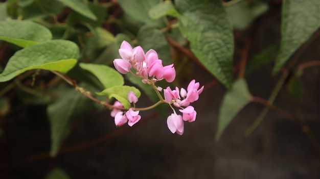 roze koraalrankbloemen die het hele jaar prachtig bloeien