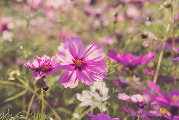 Roze kosmos bloei in de tuin is prachtig