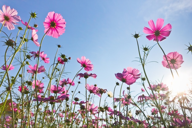 roze kosmos bloem bloeien in het veld