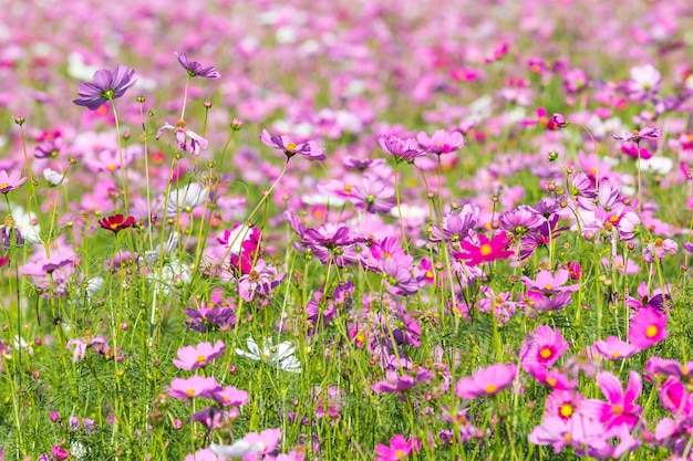 roze kosmos bloem bloeien in het veld