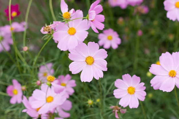 Roze kosmos bloem (Cosmos Bipinnatus) achtergrond