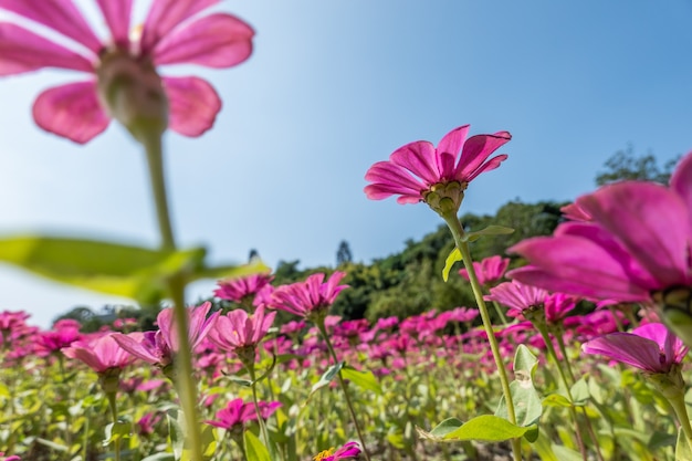 Roze kosmos bloemen boerderij onder blauwe lucht in de buitenlucht