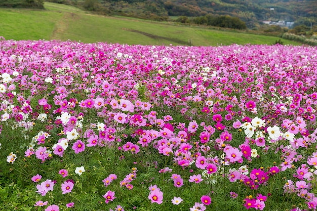 Roze kosmos bloemen veld