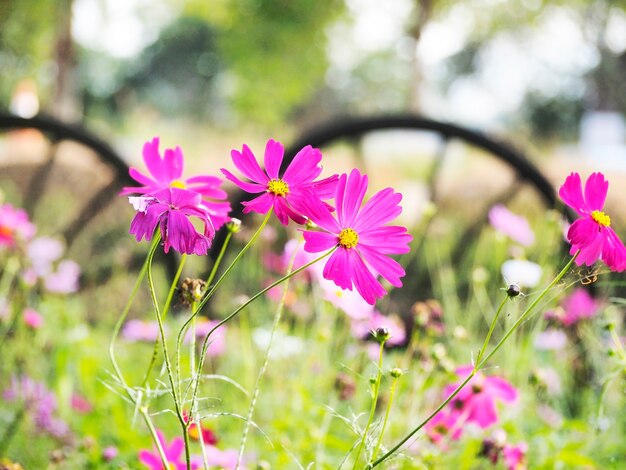 Foto roze kosmos mooi op plant voor achtergrond