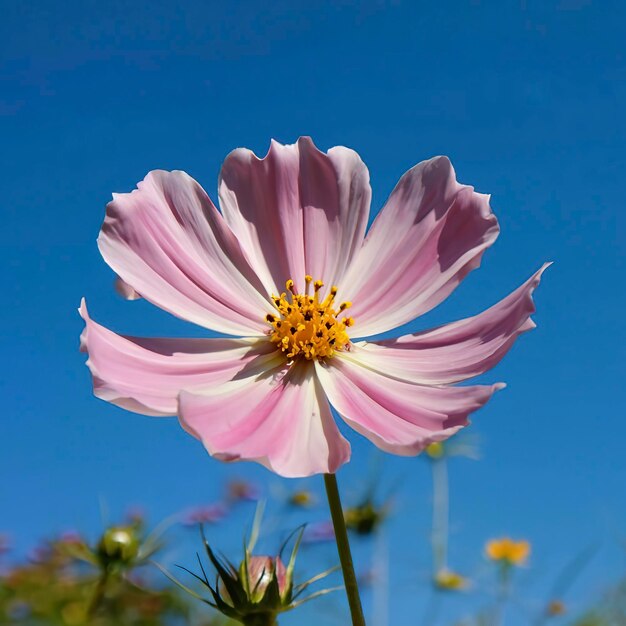 Roze kosmos tegen een blauwe hemel