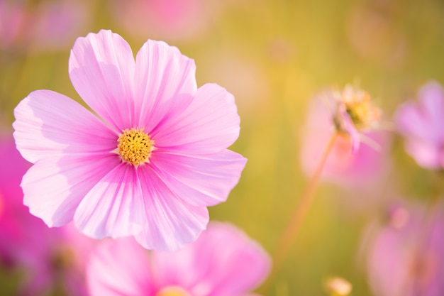 Roze kosmosbloei in de tuin is prachtig