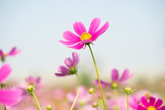 Roze kosmosbloem die in het veld bloeit, vintage toon