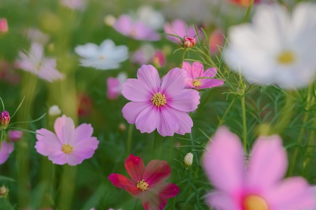 Roze kosmosbloem in de tuin