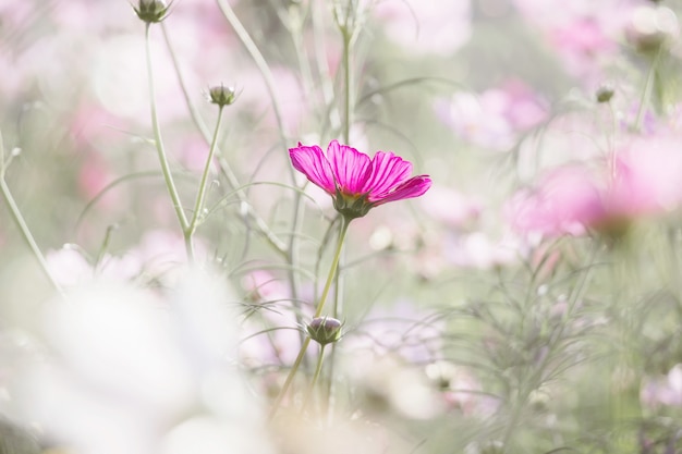 Roze kosmosbloem in de tuin