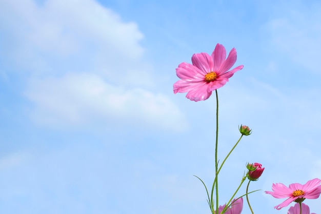 Roze kosmosbloem op blauwe hemel