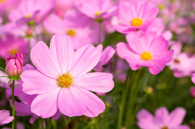 Roze kosmosbloemen in de tuin