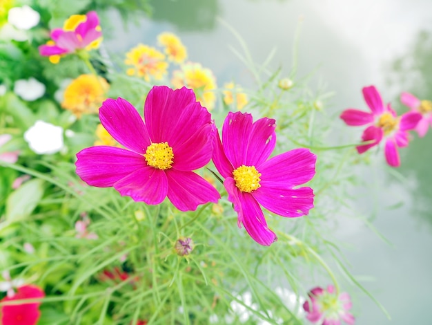 Roze kosmosbloemen in tuin