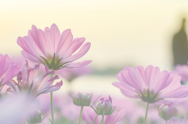 Roze kosmosbloemen vaag met vage patroonachtergrond.