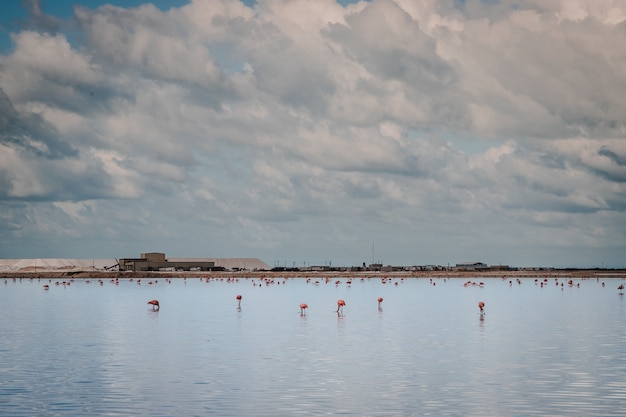 Roze lange benen flamingovogels in een vijver op de Las Coloradas, zoutroze lagune, in de buurt van Rio Lagartos, Yucatan, Mexico