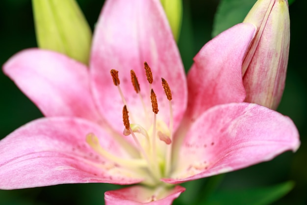 Roze lelie bloem close-up